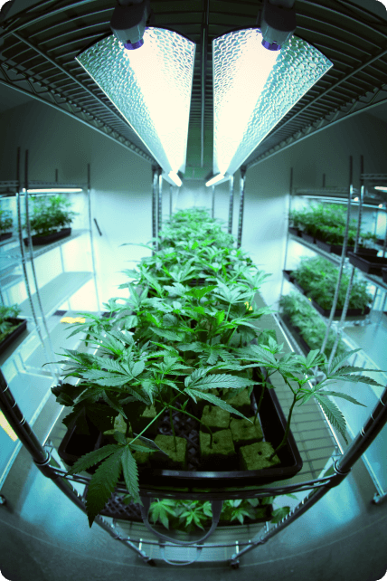 Farm cannabis