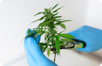 Farm cannabis 2