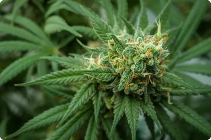 cannabis